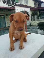 Caramel - Mixed Breed Dog