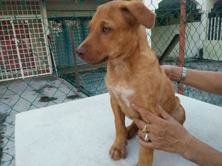 Caramel - Mixed Breed Dog