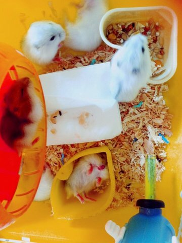 Winter White &amp; Babies - Syrian / Golden Hamster Hamster