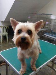 Feefi - Silky Terrier Dog