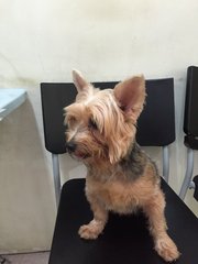 Feefi - Silky Terrier Dog