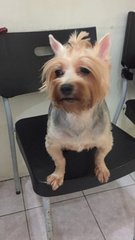 Feefi - Silky Terrier Dog