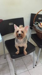 Feefi - Silky Terrier Dog