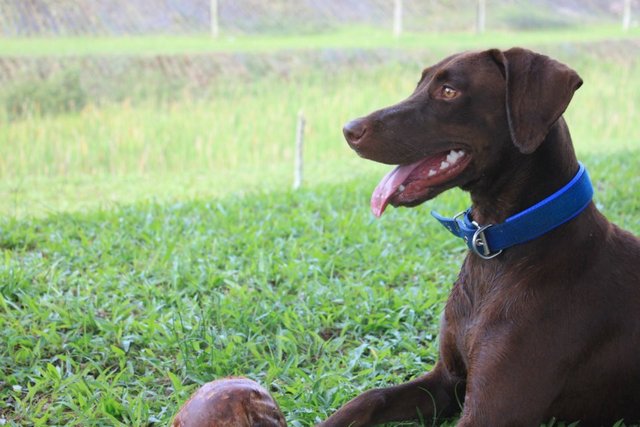 Hershey - Doberman Pinscher + Weimaraner Dog