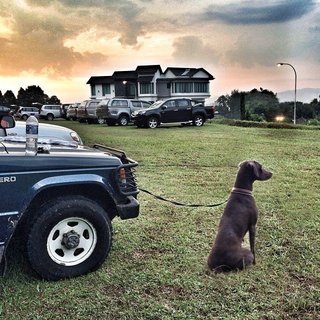 Hershey - Doberman Pinscher + Weimaraner Dog