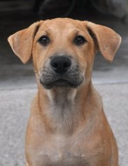 ♥ Borhan Jr. ♥ - Labrador Retriever Mix Dog