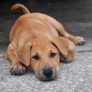 ♥ Borhan Jr. ♥ - Labrador Retriever Mix Dog