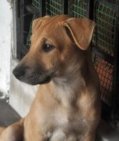 ♥ Borhan Jr. ♥ - Labrador Retriever Mix Dog