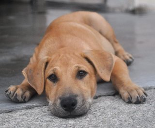 ♥ Borhan Jr. ♥ - Labrador Retriever Mix Dog