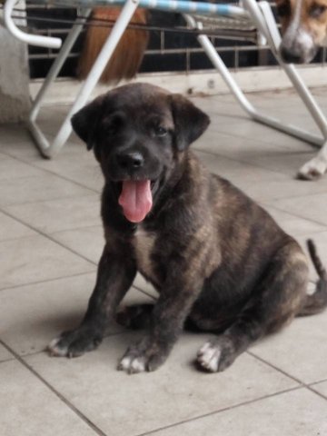 6-7 Weeks Old Male Puppies - Mixed Breed Dog