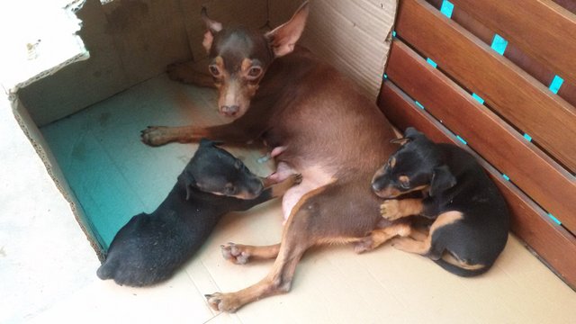 Latte &amp; Jawi - Miniature Pinscher Dog