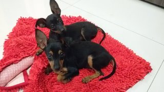 They really enjoy laying on fibre carpet