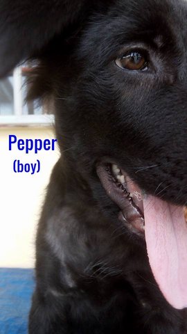 Pepper Friendly Companion  - Mixed Breed Dog