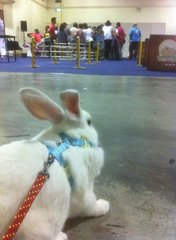 At the pet world exhibition