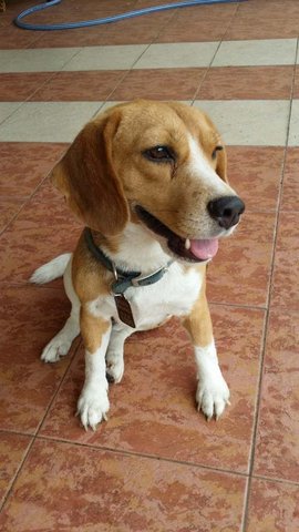 {[(Beagle For Adoption #ah Girl#)]} - Beagle Dog