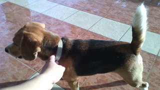 {[(Beagle For Adoption #ah Girl#)]} - Beagle Dog