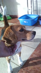 {[(Beagle For Adoption #ah Girl#)]} - Beagle Dog