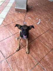 Blacky - Mixed Breed Dog