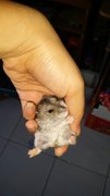 Winter White Hamster - Short Dwarf Hamster Hamster