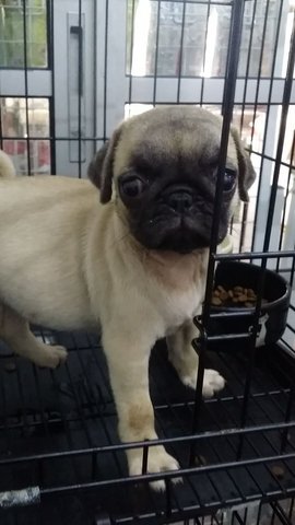 Female Pug Pug P26 - Pug Dog