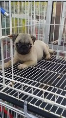 Female Pug Pug P26 - Pug Dog