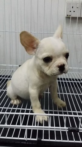 Female French Bulldog Puppy F22 - French Bulldog Dog