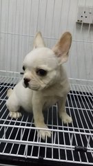 Female French Bulldog Puppy F22 - French Bulldog Dog