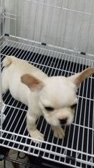 Female French Bulldog Puppy F22 - French Bulldog Dog