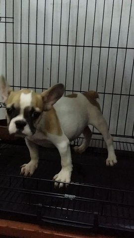 Male French Bulldog Puppy F28 - French Bulldog Dog