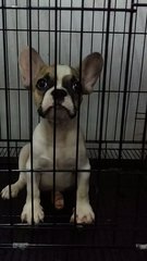 Male French Bulldog Puppy F28 - French Bulldog Dog