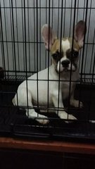 Male French Bulldog Puppy F28 - French Bulldog Dog