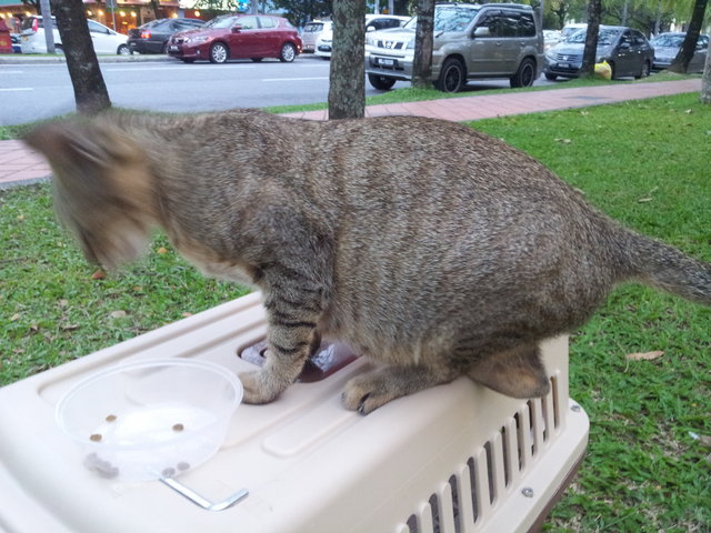 Mama + 4 Male + 1 Female Kittens - Domestic Short Hair Cat