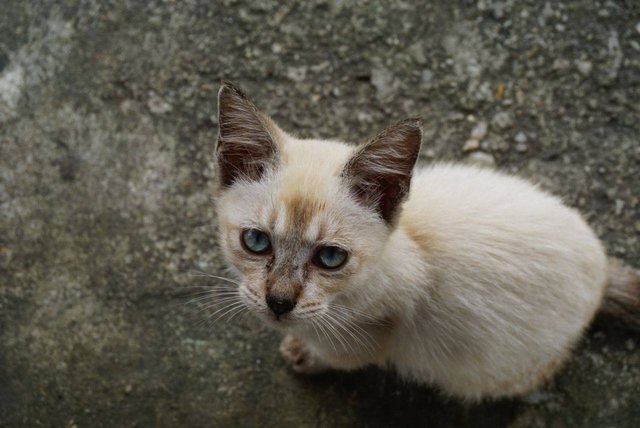 Siam - Domestic Short Hair + Siamese Cat