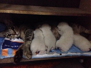 May nursing the kittens