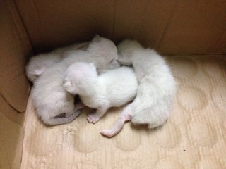 Kittens (4)