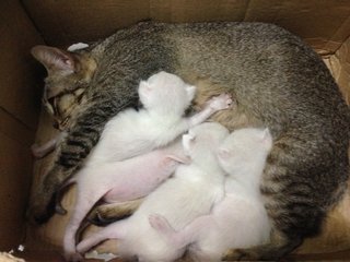 May nursing the kittens