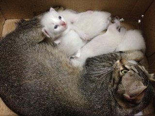 Nursing kittens