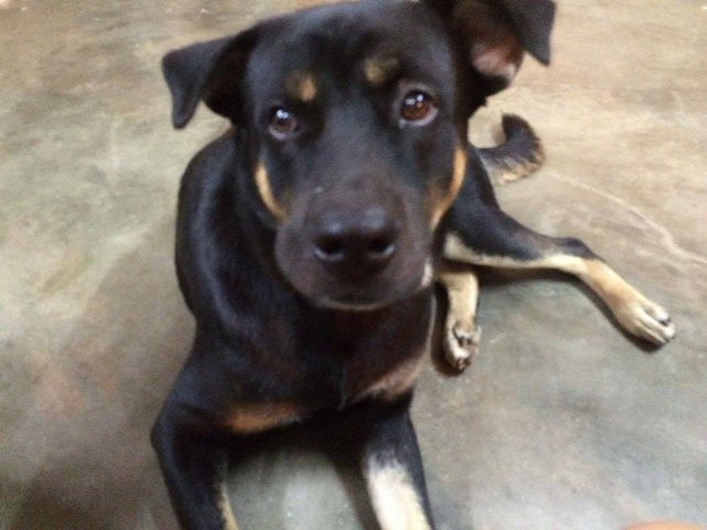 Ah Wang - Rottweiler Mix Dog