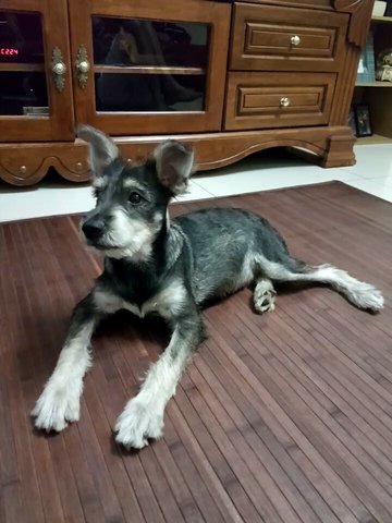 Dobby - Schnauzer Mix Dog