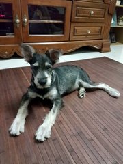 Dobby - Schnauzer Mix Dog