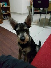 Dobby - Schnauzer Mix Dog