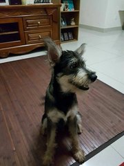 Dobby - Schnauzer Mix Dog