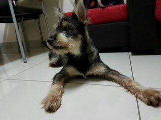 Dobby - Schnauzer Mix Dog