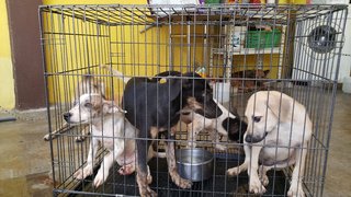 BCH rescued puppies