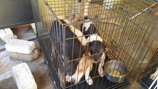 BCH rescued puppies