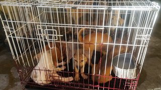 BCH rescued puppies