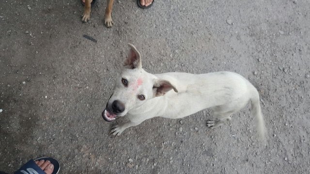 Whitey 1 - Mixed Breed Dog