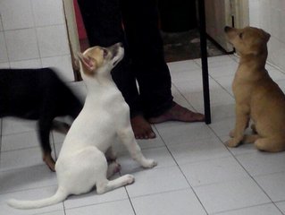 both Faith & Joy waiting for treats