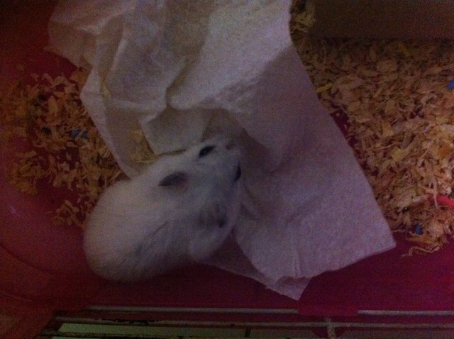 Winter White Female - Syrian / Golden Hamster Hamster