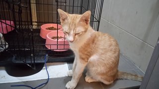 Orange  - Domestic Short Hair Cat